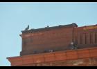 The Mondovi City Council last week considered the city’s options for reducing the number of pigeons and geese in Mondovi. Large flocks of pigeons often congregate on downtown buildings, like this group roosting near the top of Porky’s Pub, leaving messes on storefronts and sidewalks.